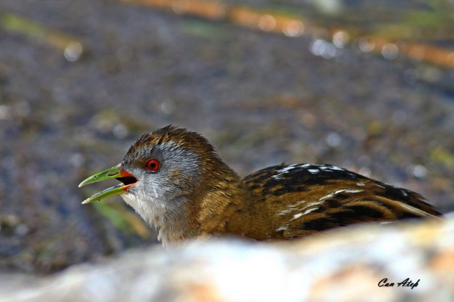 Little Crake