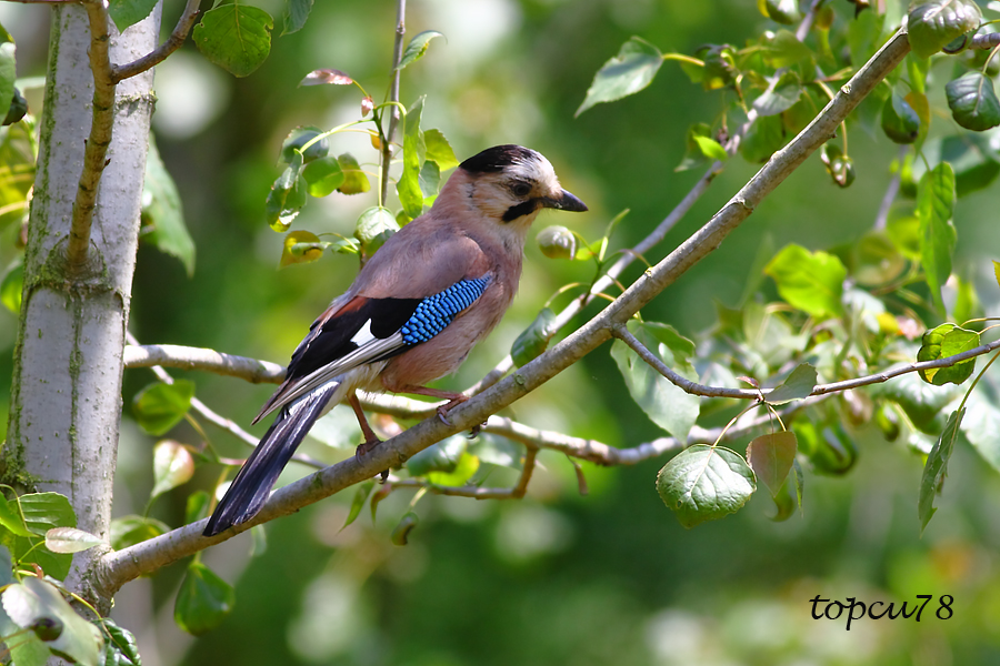 Eurasian Jay