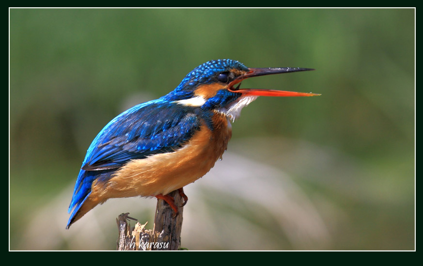 Common Kingfisher