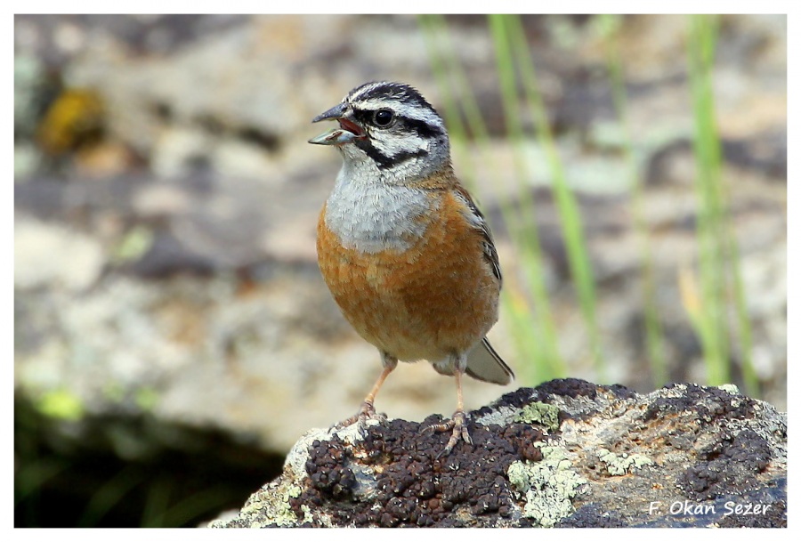 Rock Bunting