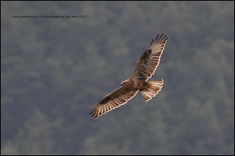 Long-legged Buzzard