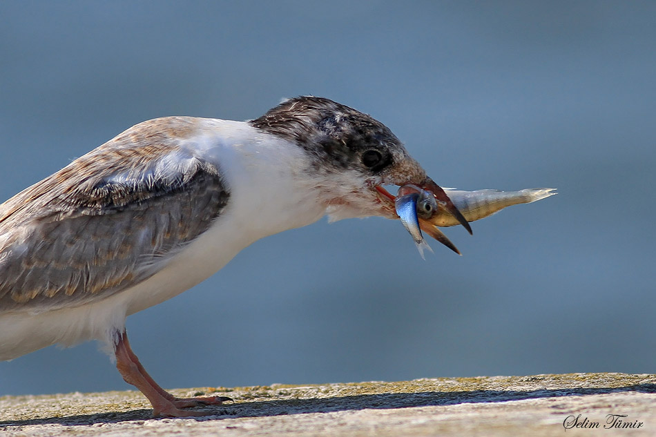 Common Tern