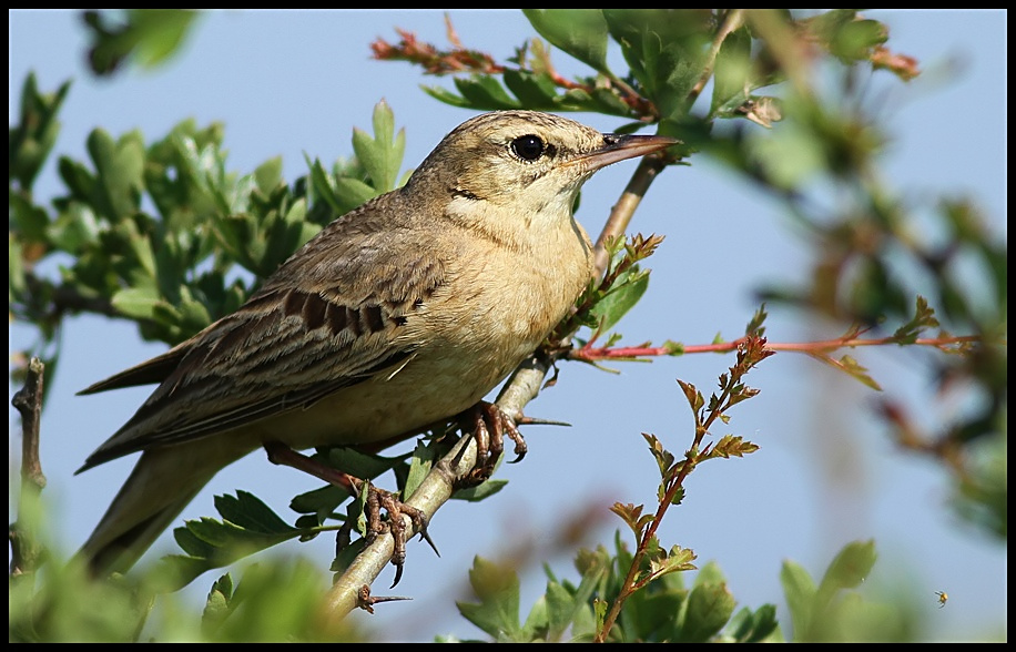 Tawny Pipit