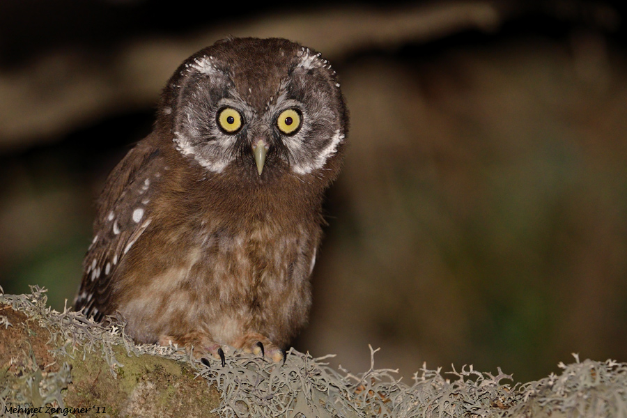 Boreal Owl
