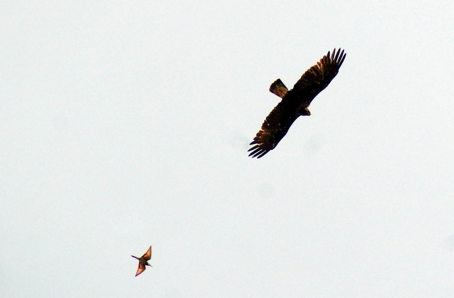 Eastern Imperial Eagle
