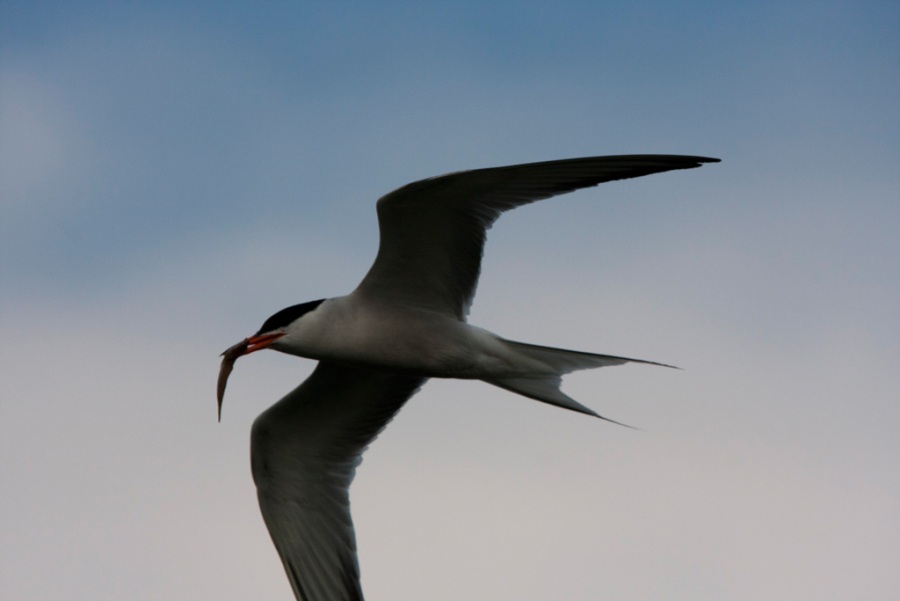 Common Tern