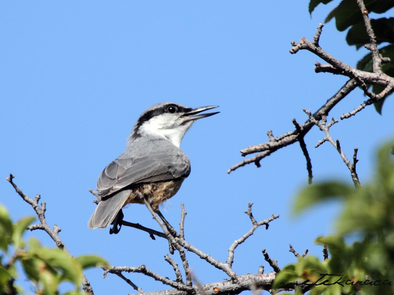 Western Rock Nuthatch
