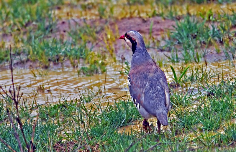 Chukar Partridge