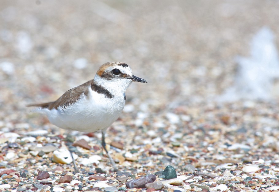 Kentish Plover