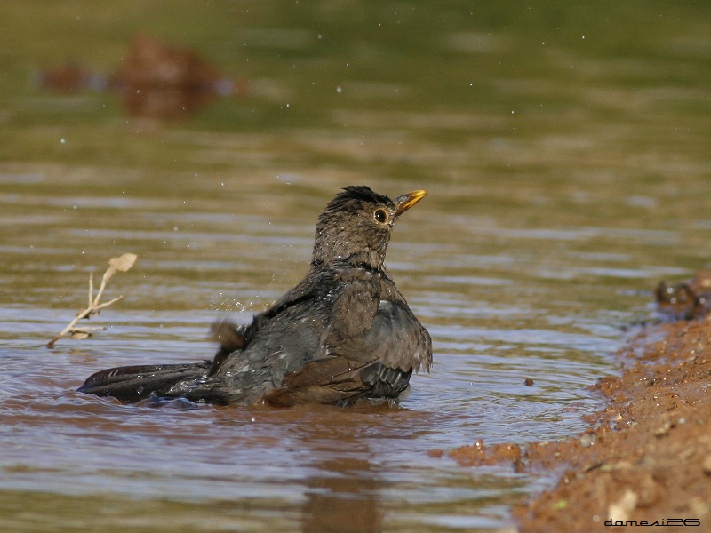 Common Blackbird