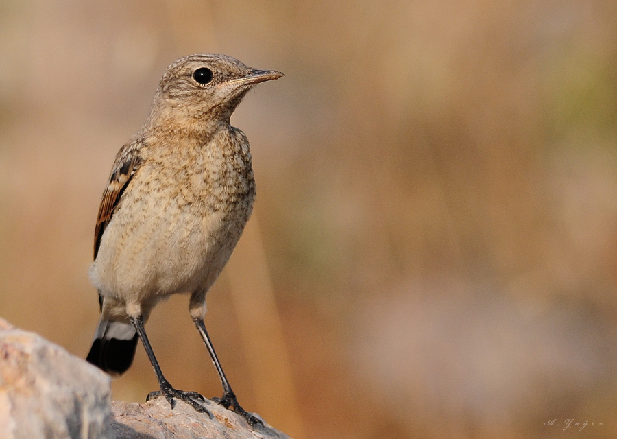 Northern Wheatear