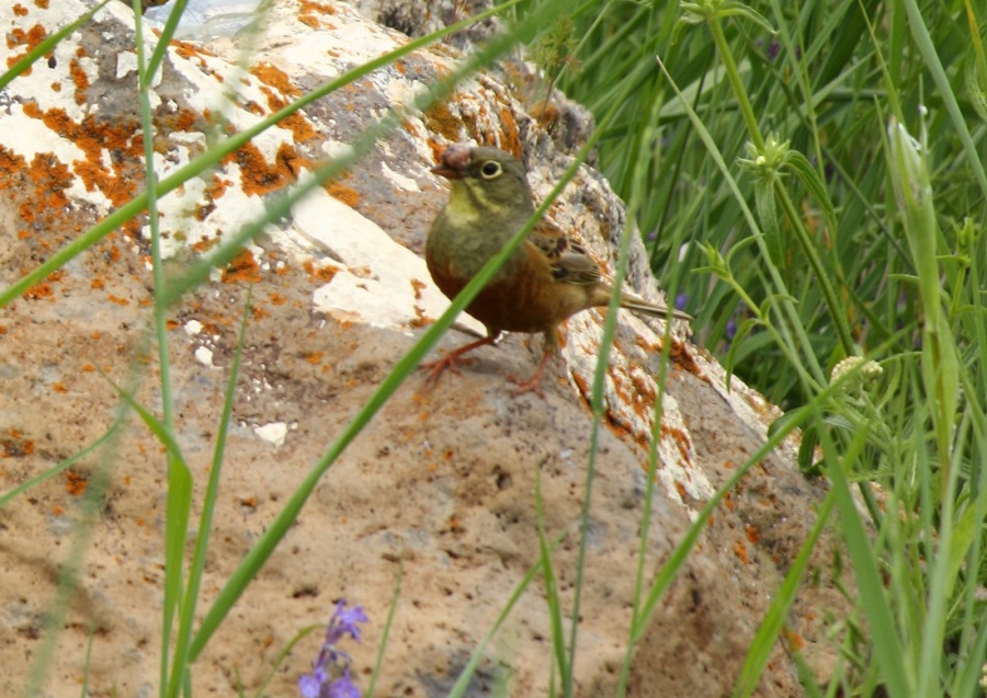 Ortolan Bunting