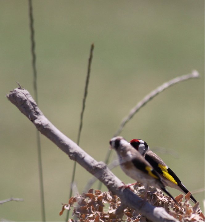 European Goldfinch