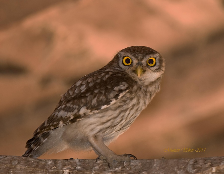 Little Owl