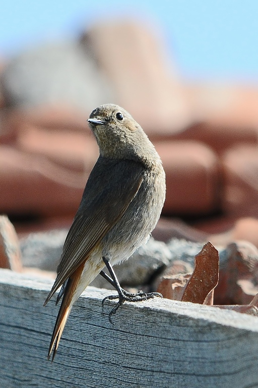 Black Redstart