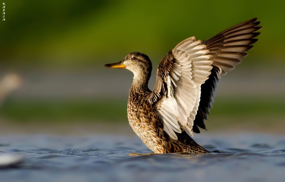 Mallard