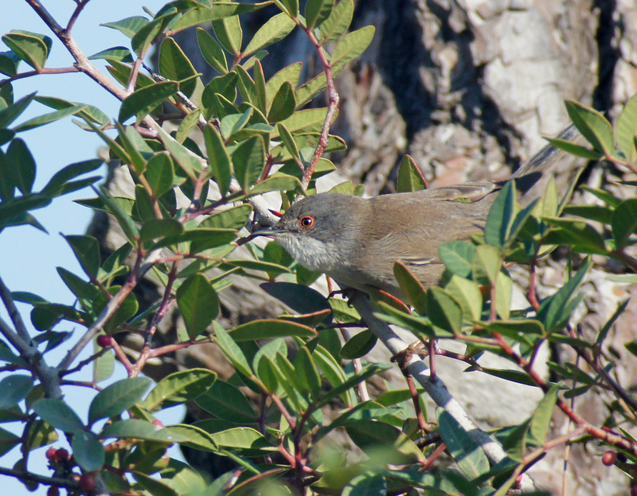 Sardinian Warbler