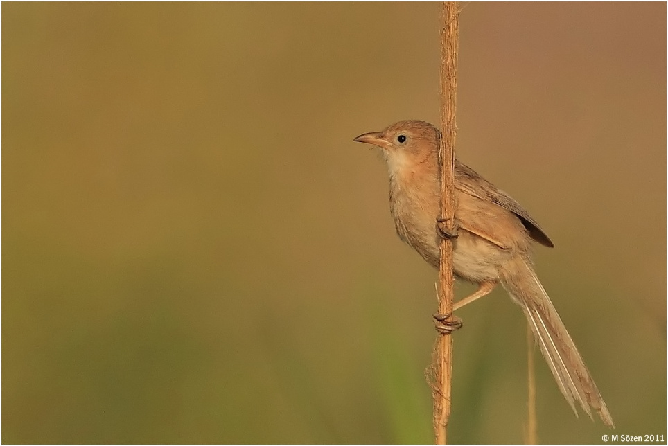 Iraq Babbler