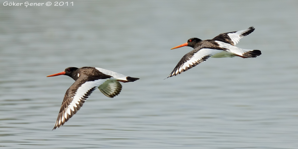 Eurasian Oystercatcher