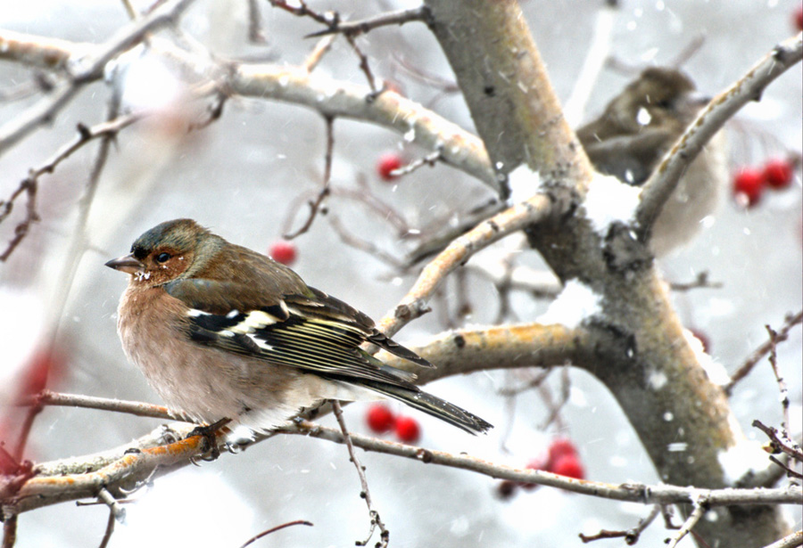 Eurasian Chaffinch