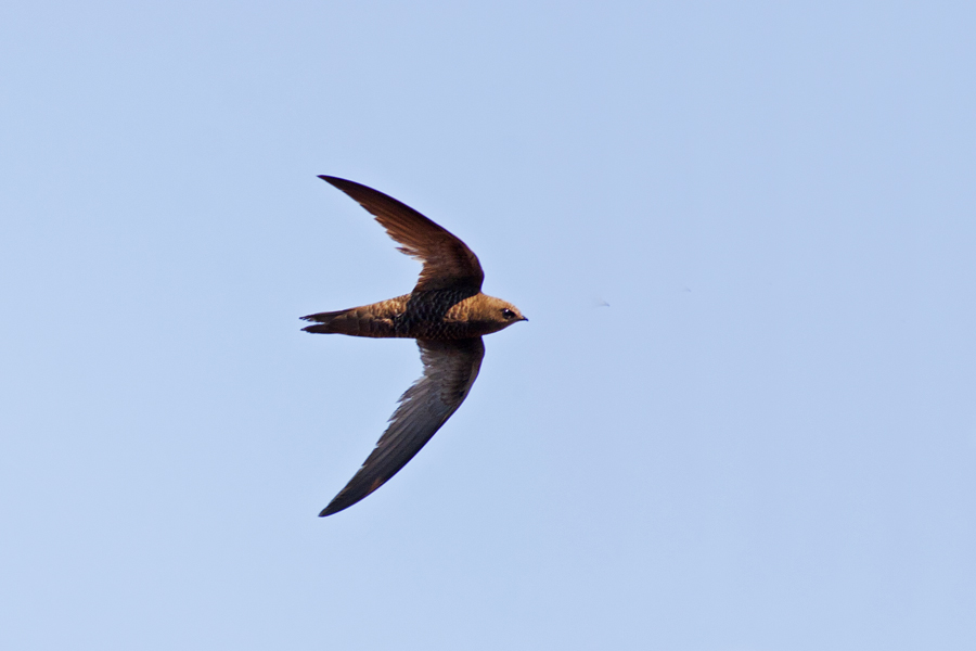 Pallid Swift