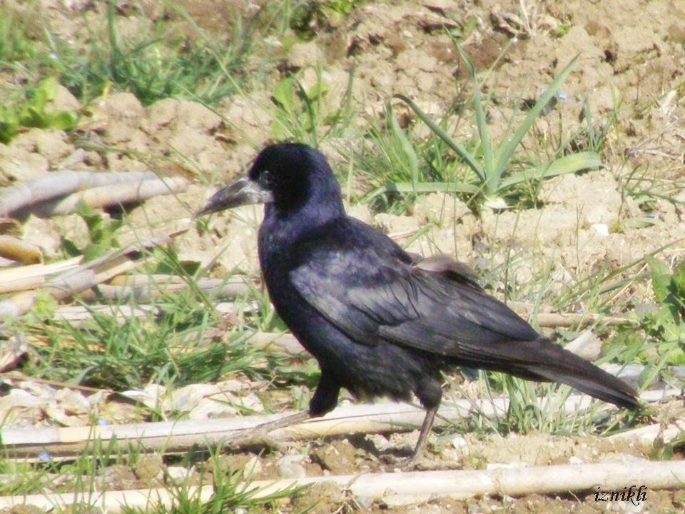 Rook