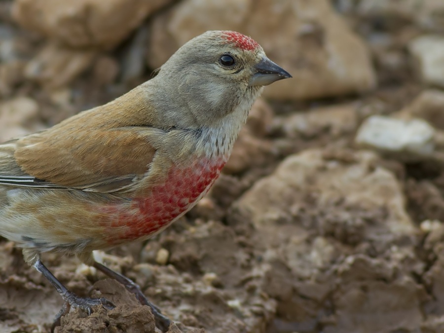 Common Linnet