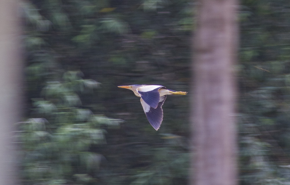 Little Bittern
