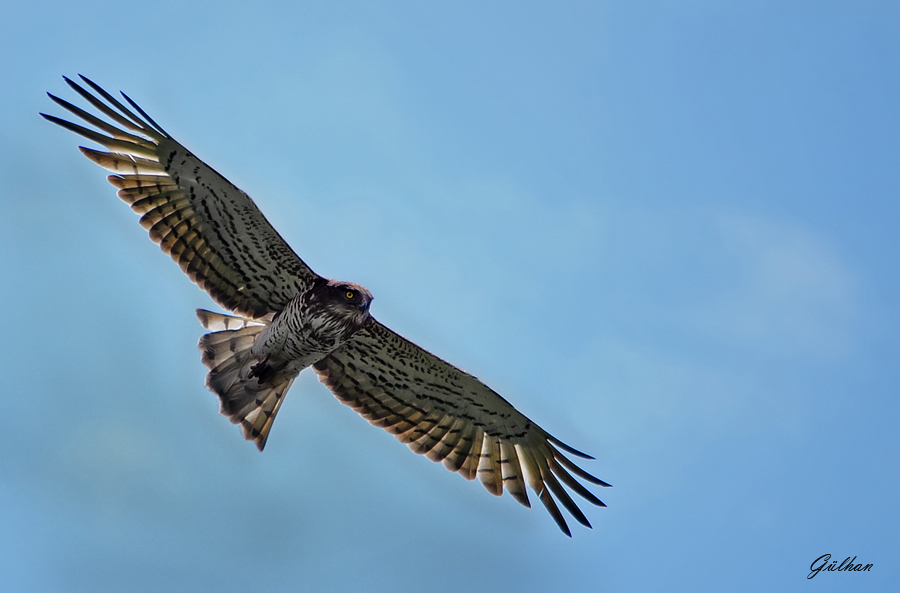 Short-toed Snake Eagle