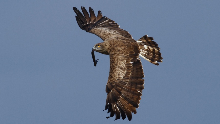 Short-toed Snake Eagle