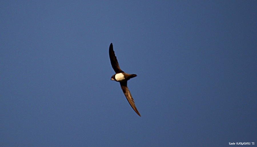 Alpine Swift