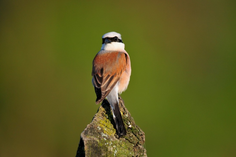 Red-backed Shrike