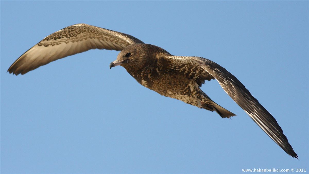 Pomarine Jaeger