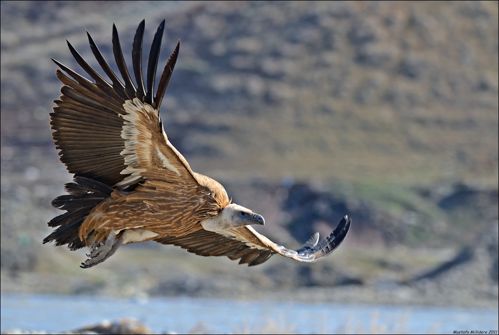 Griffon Vulture