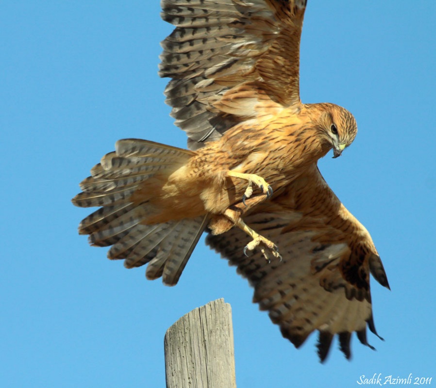 Long-legged Buzzard