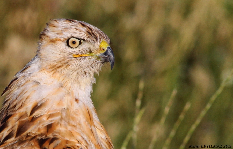 Long-legged Buzzard
