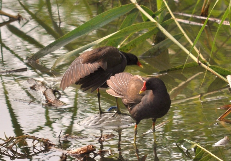 Common Moorhen