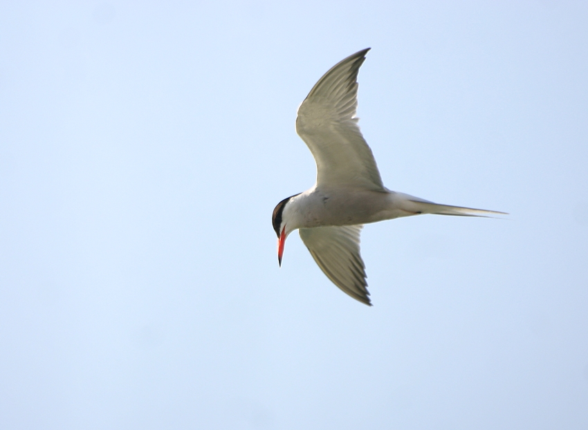Common Tern
