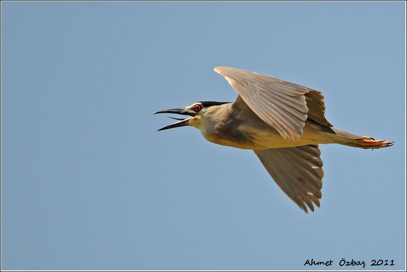 Black-crowned Night Heron