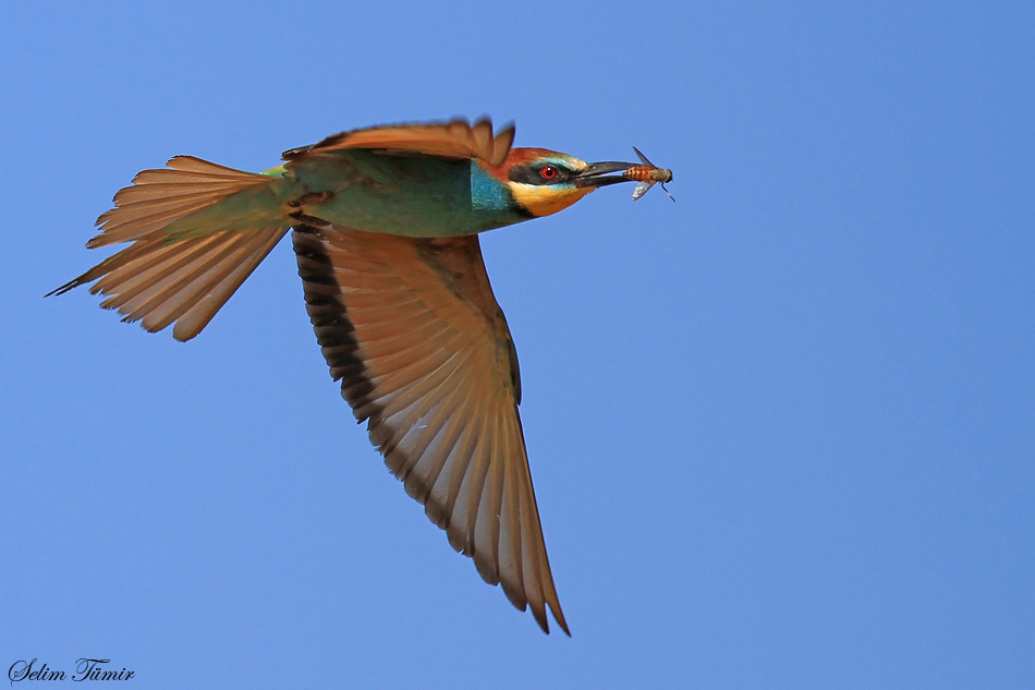European Bee-eater