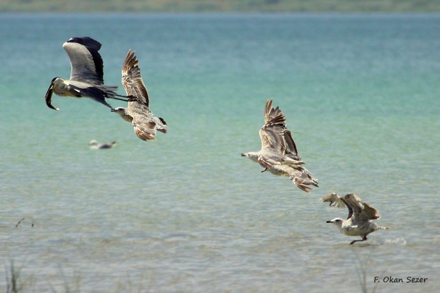 Grey Heron