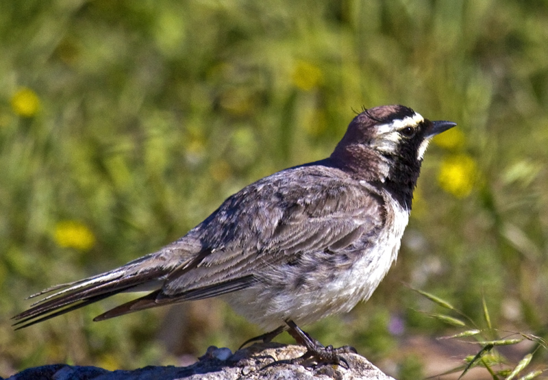 Horned Lark