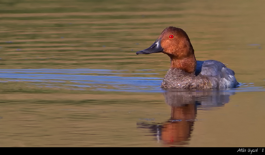 Common Pochard