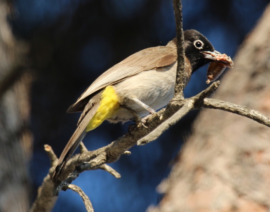 White-spectacled Bulbul