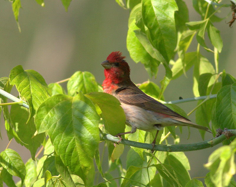 Common Rosefinch