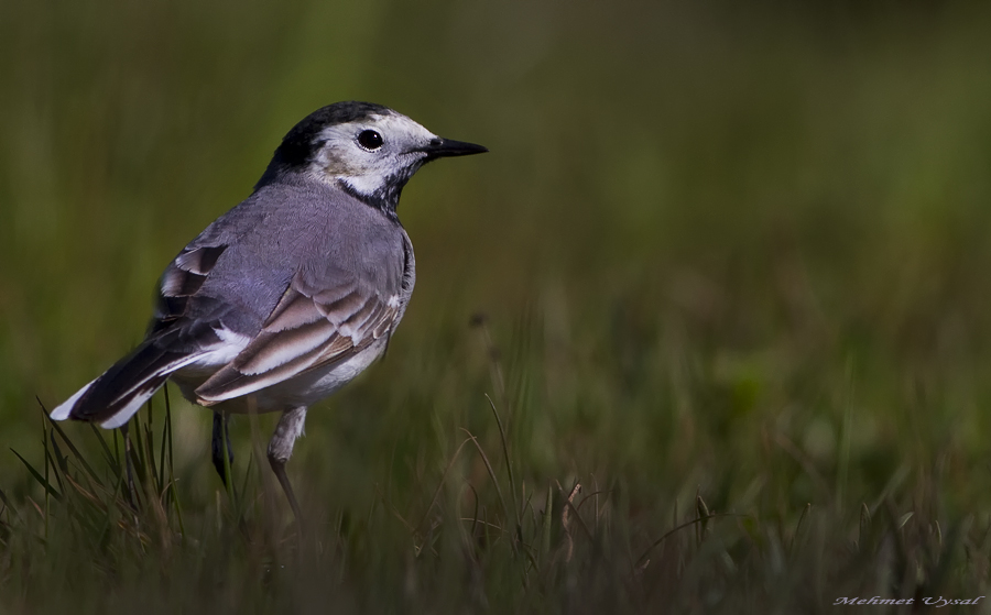 White Wagtail