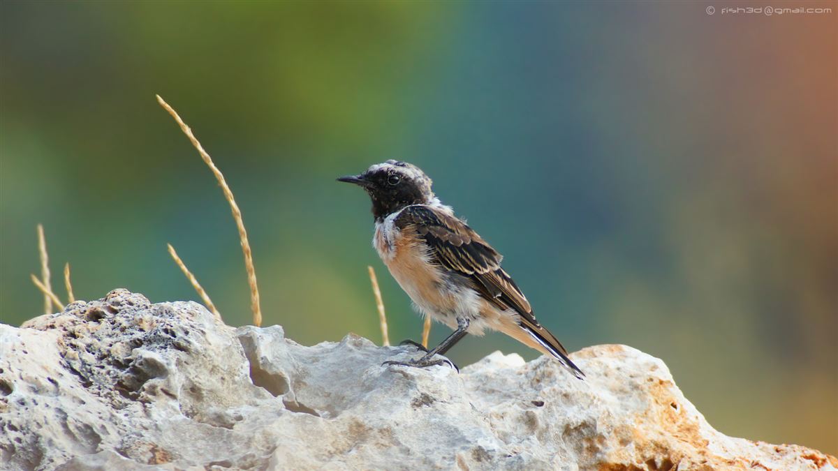 Black-eared Wheatear