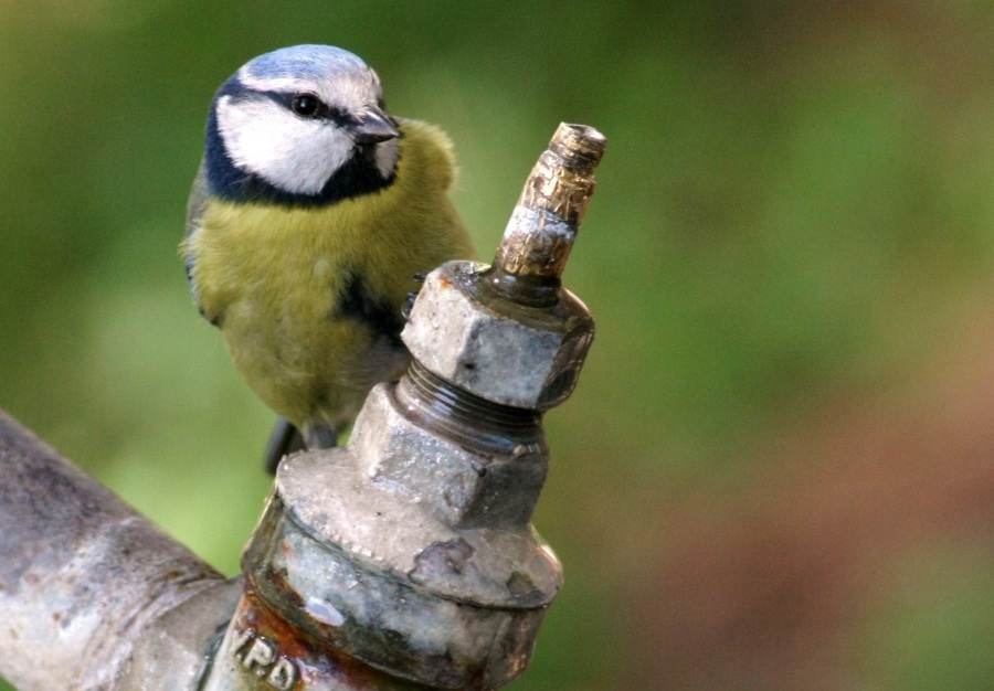 Eurasian Blue Tit
