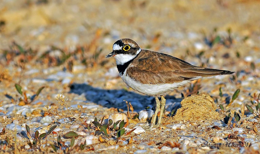 Little Ringed Plover