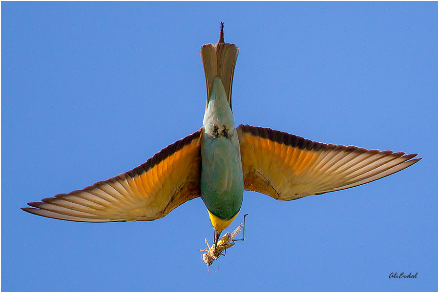 European Bee-eater